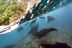 Group of manta rays gracefully swimming near the surface during a Komodo diving expedition in Manta Point