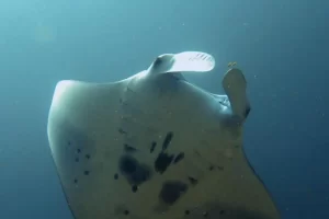 Majestic manta ray gliding through blue waters during a Komodo diving expedition in the Coral Triangle's rich waters.