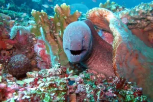Curious moray eel emerging from its coral hideout during a Komodo diving expedition in the Coral Triangle