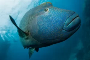 Majestic Napoleon wrasse swimming in the clear waters of Komodo National Park in the Coral Triangle
