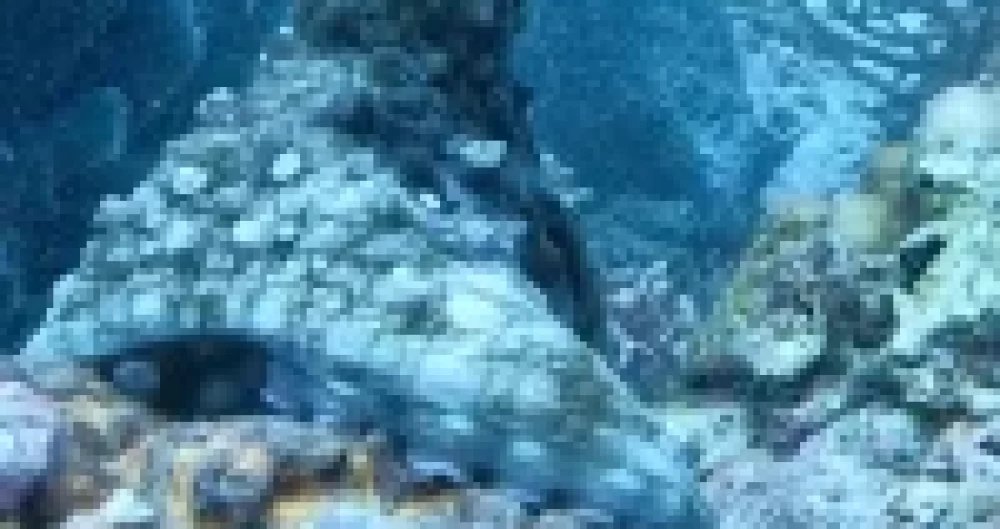 octopus-komodo-national-park
