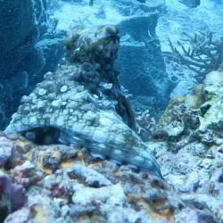 Explore the Underwater Treasures of Sebayur Kecil