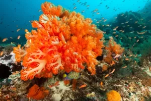 Vibrant orange soft coral garden flourishing in Komodo National Park, the nutrient-rich waters of the Coral Triangle