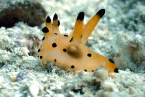 Thecacera picta nudibranch, known as Pikachu nudibranch, spotted during a Komodo diving macro session in the Coral Triangle.