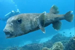 Spotted porcupinefish swimming above vibrant coral reef during a Komodo diving expedition, with diver observing in the background.
