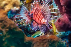 Intricate patterns of pink coral formations found while diving Komodo's pristine reefs in the Coral Triangle
