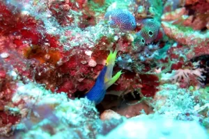 Colorful ribbon eel emerging from its coral home during a Komodo diving expedition in the Coral Triangle