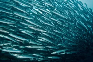 Dense school of barracuda photographed during a Komodo diving expedition in the nutrient-rich waters of the Coral Triangle