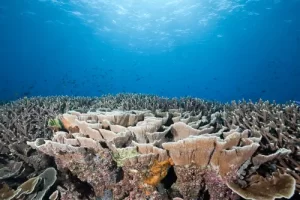 Expansive hard coral formations photographed during a Komodo diving expedition in Siaba Besar, showcasing the pristine reef systems of the Coral Triangle