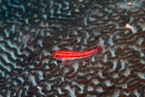 Vibrant red striped triplefin fish resting on black coral during a Komodo diving expedition in the Coral Triangle