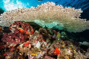 Massive table coral creating an underwater canopy during a Komodo diving expedition in the biodiverse Coral Triangle
