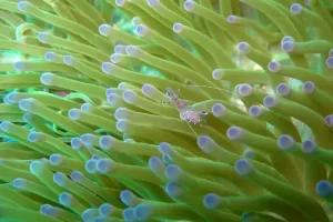 Close-up of sea anemone tentacles with tiny commensal shrimp during a Komodo diving expedition in the Coral Triangle