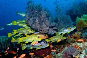 School of striped sweetlips swimming near soft corals during a Komodo diving expedition in the Coral Triangle