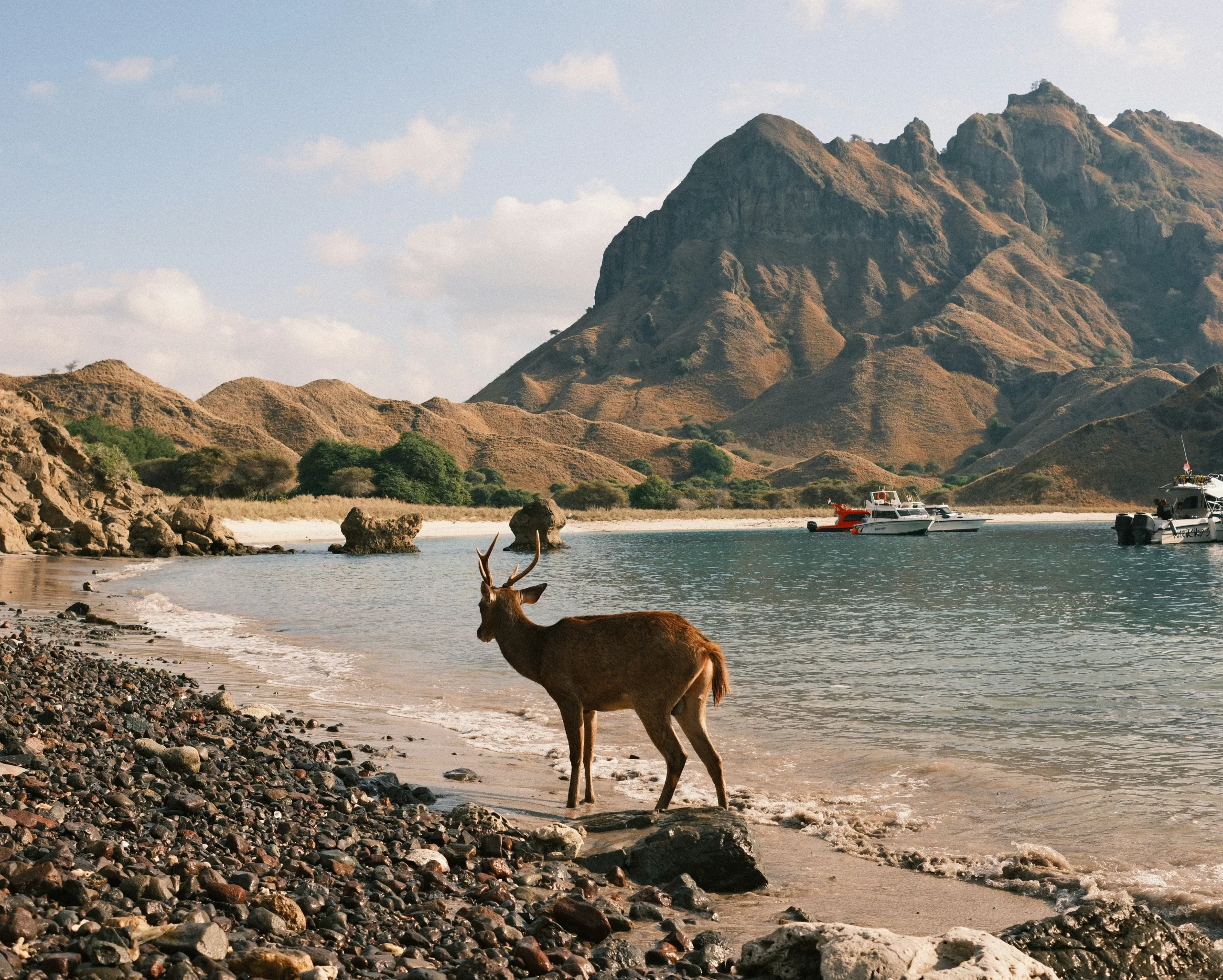 wild-deer-pink-beach-komodo Wild deer on a rocky beach in Komodo National Park with liveaboard diving boats anchored offshore and dramatic mountain backdrop.