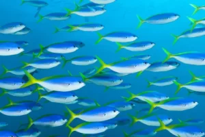 Dense school of fusiliers swimming in formation during a Komodo diving expedition in the Coral Triangle