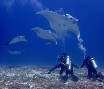 blue-lotus-manta-ray-dive-komodo-med Scuba divers with Blue Lotus liveaboard observing manta rays at a dive site in Komodo National Park, Indonesia.