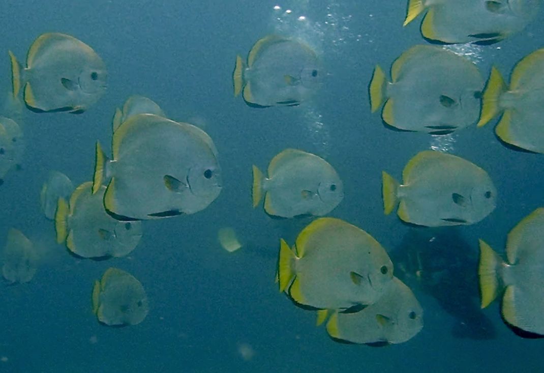 batfish-komodo-national-park batfish-komodo-national-park