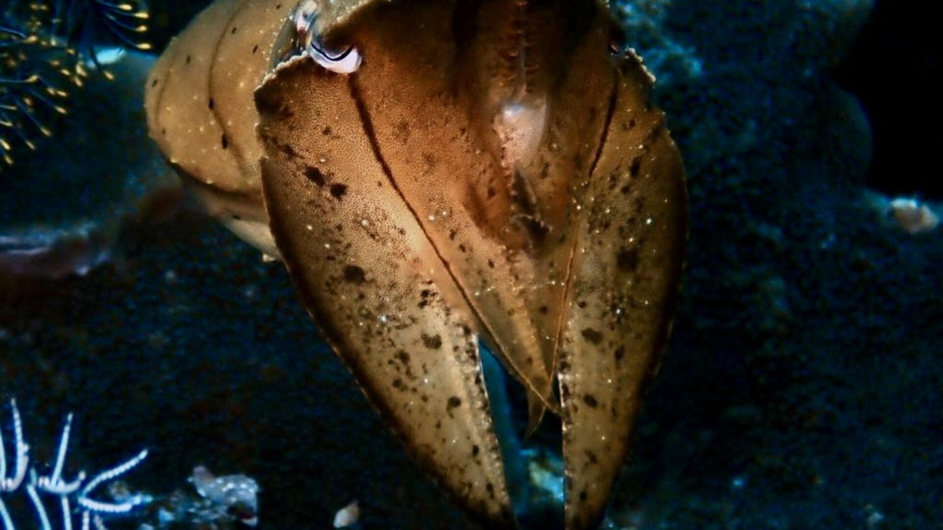 Broadclub Cuttlefish – Komodo Night Dive Close-up of a broadclub cuttlefish during a night dive in Komodo National Park, surrounded by coral and feather stars.