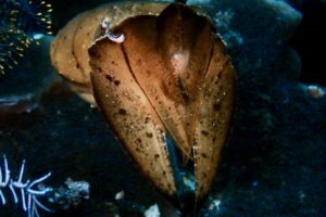 Close-up of a broadclub cuttlefish during a night dive in Komodo National Park, surrounded by coral and feather stars.