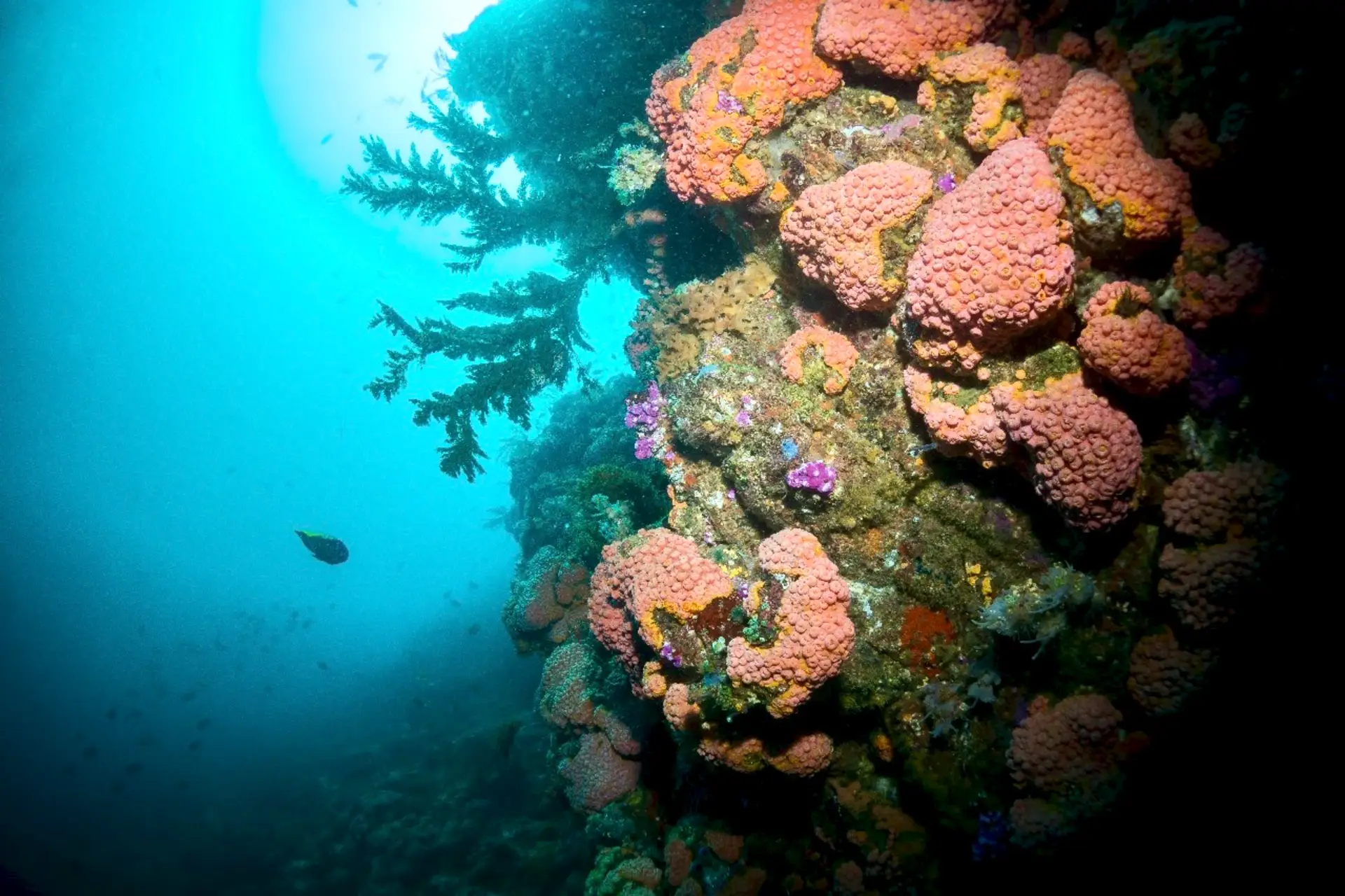 komodo-coral-wall komodo-coral-wall