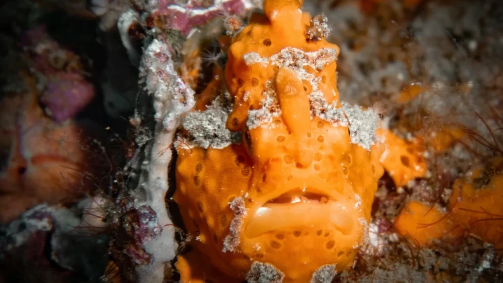 mikhail-preobrazhenskiy-frogfish-unsplash mikhail-preobrazhenskiy-frogfish-unsplash