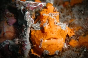 mikhail-preobrazhenskiy-frogfish-unsplash