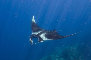 mobula-ray-boulders