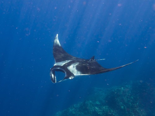 mobula-ray-boulders mobula-ray-boulders