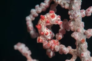 pygmy-seahorse-small