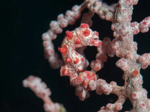 pygmy-seahorse-small pygmy-seahorse-small