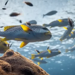🎥 Ocean with David Attenborough Is the Film the Sea Deserves