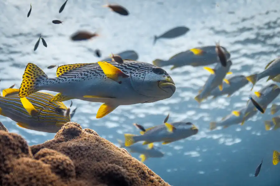 🎥 Ocean with David Attenborough Is the Film the Sea Deserves