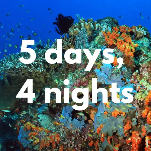An ideal introduction to Komodo—experience iconic dive sites, manta encounters, and a trek to see dragons, all in just five days.